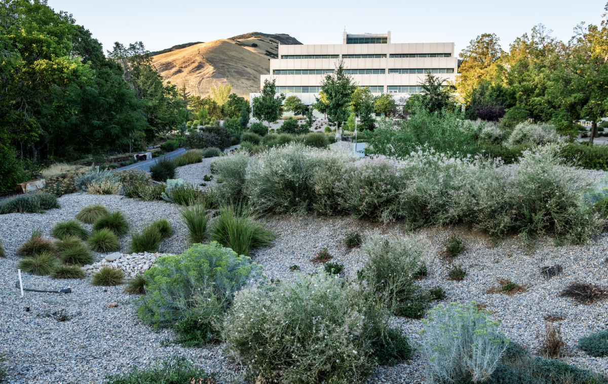 The Landscape Lab, located on the property of the Williams Building, is a project designed to integrate ecological research and restore ecological diversity on campus on the University of Utah campus in Salt Lake City on September 7, 2024. (Photo by Johnny Morris | The Daily Utah Chronicle)